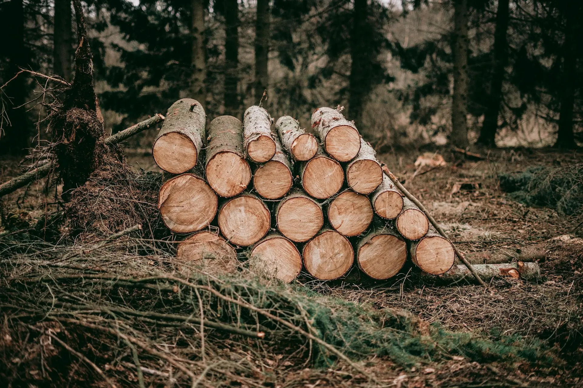 pile of wood logs